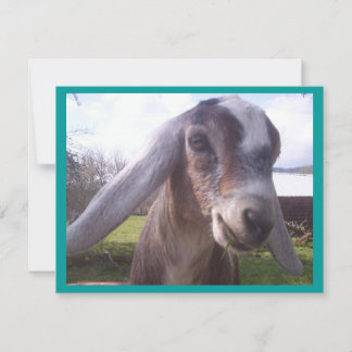 Carte Chèvre nubienne