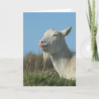 chèvre relaxed
