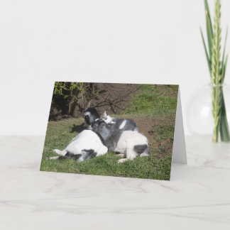 Carte Chevreaux couchés au soleil