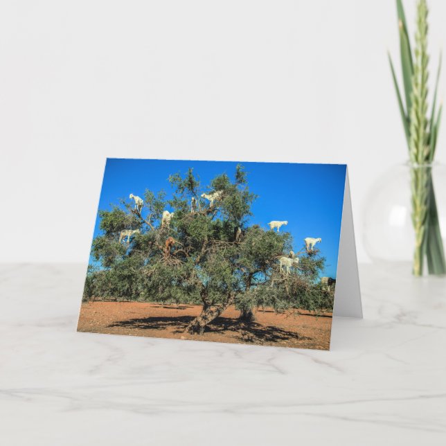 Carte Chèvres amusantes dans les arbres (Devant)
