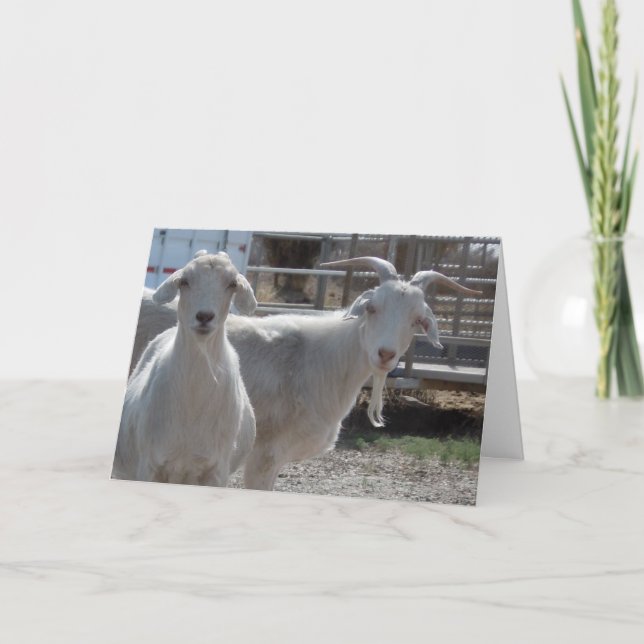 Carte Chèvres d'anniversaire amusantes (Devant)