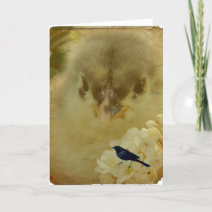 Carte Chick