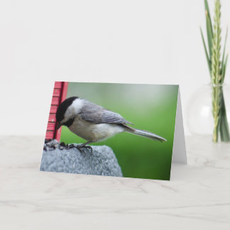 Carte Chickadee