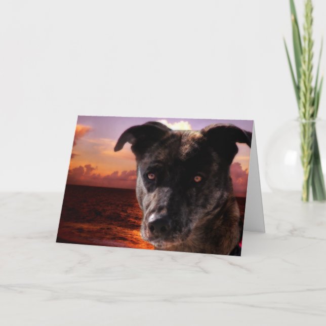 Carte Chien à la plage, Anniversaire (Devant)