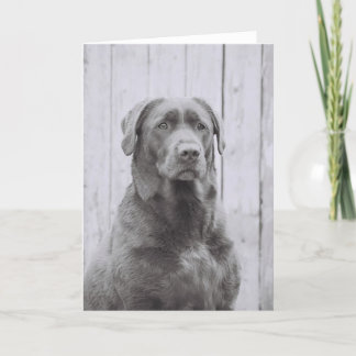 Carte Chien américain