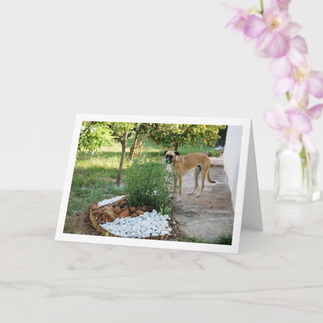Carte Chien au jardin de rocaille (Orchidée)