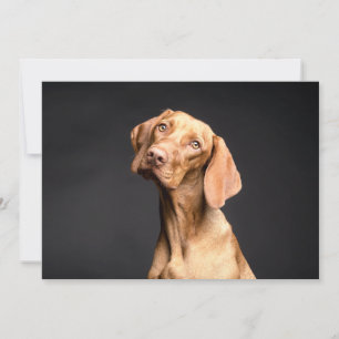 Carte Chien Beagle Brown animal