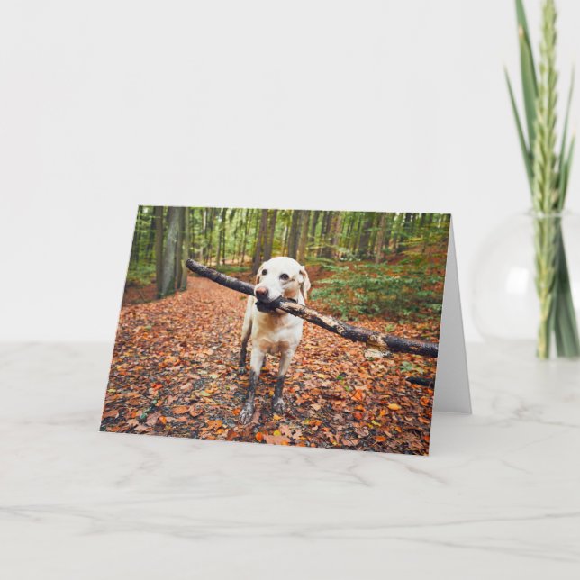 Carte Chien boueux Dans La Nature D'Automne (Devant)