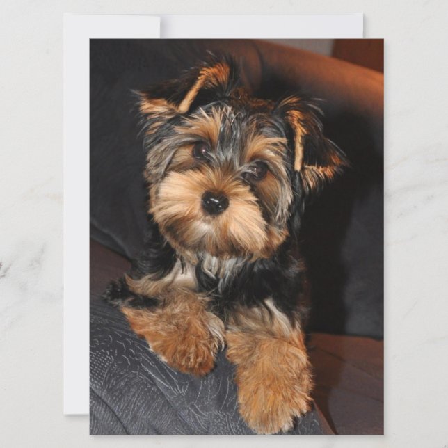 Carte Chien chiot du Yorkshire Terrier (Devant)