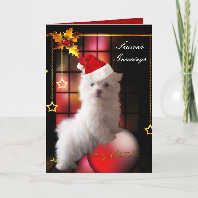 Carte Chien chiot maltais blanc Noël (Devant)
