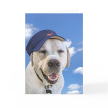 Chien d'anniversaire avec Casquette