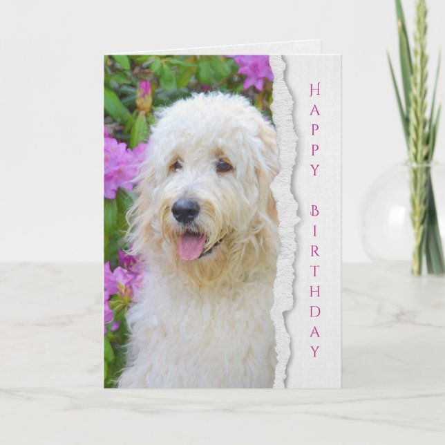 Carte Chien de Goldendoodle dans l'anniversaire de (Devant)