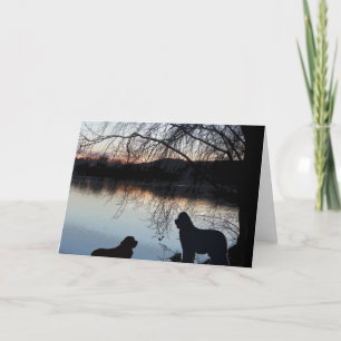 Carte Chien de Newfounland Salutation