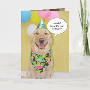 Carte Chien de reniflement de gâteau