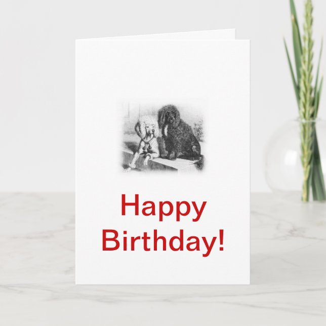 Carte Chien d'eau portugais (Devant)