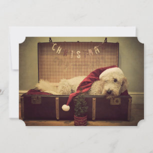 Carte Chien dormant dans sa valise