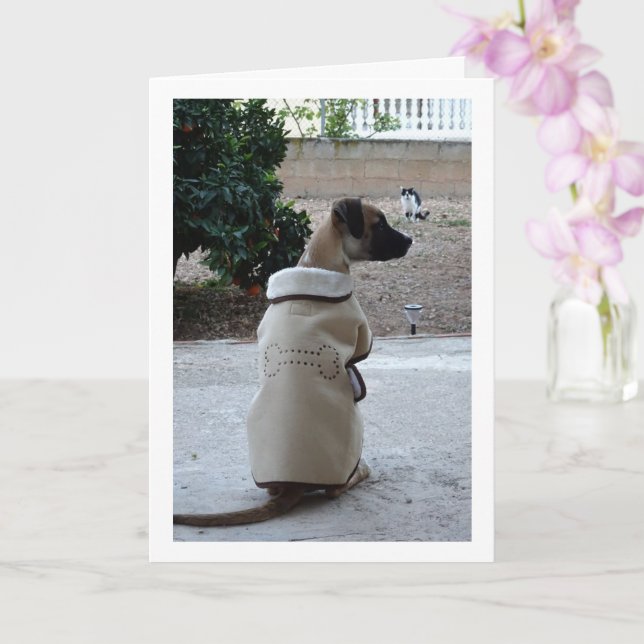 Carte Chien en manteau (Orchidée)