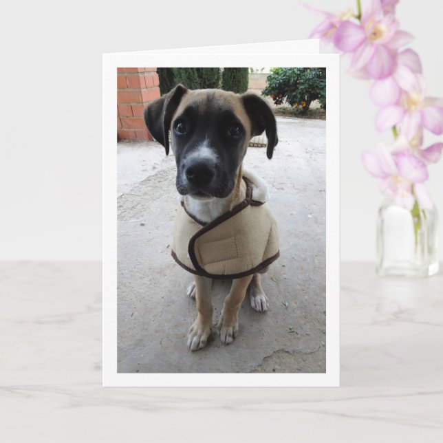 Carte Chien en manteau (Orchidée)