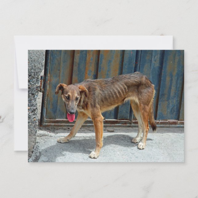 Carte chien errant (Devant)