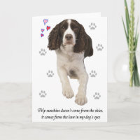 Chien espagnol Springer anglais