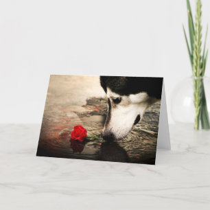 Carte Chien et Rose rouge