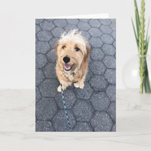 Carte Chien Happy Golden Doodle en promenade