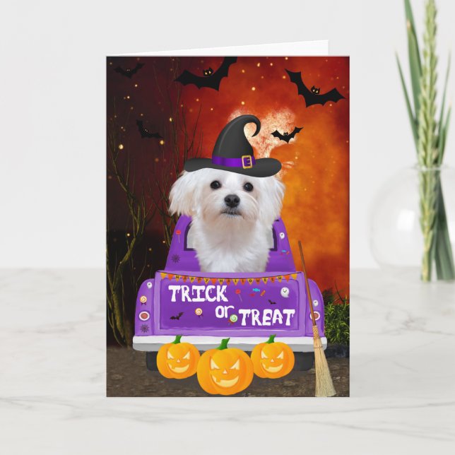 Carte Chien maltais dans un camion Halloween (Devant)