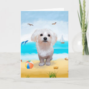 Carte Chien maltais sur la plage