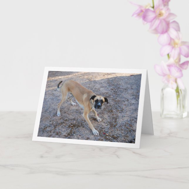 Carte Chien prêt à jouer (Orchidée)