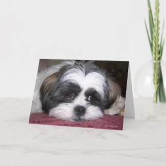 Carte Chien Shih Tzu