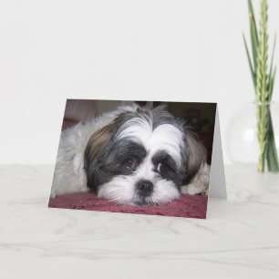 Carte Chien Shih Tzu