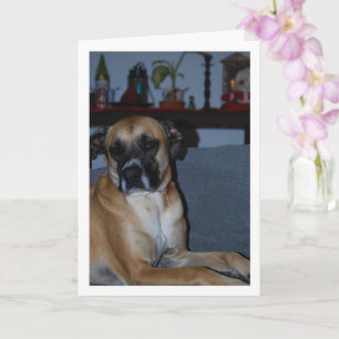 Carte Chien sur Sofa Portrait