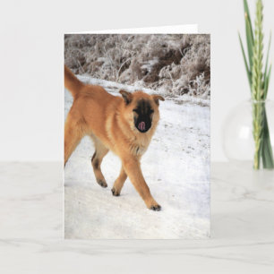 Carte Chien tacheté sur une promenade gelée le matin