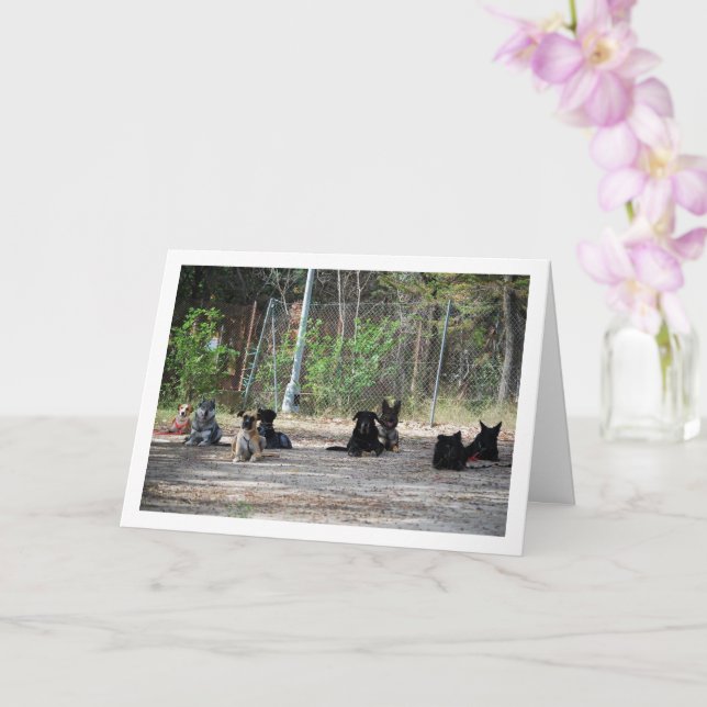 Carte Chiens à l'école de formation (Orchidée)