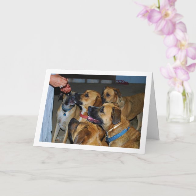 Carte Chiens assis pour le portrait alimentaire (Orchidée)