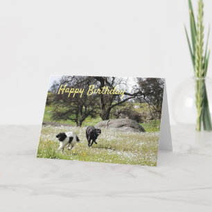 Carte Chiens au printemps heureux voeux d'anniversaire