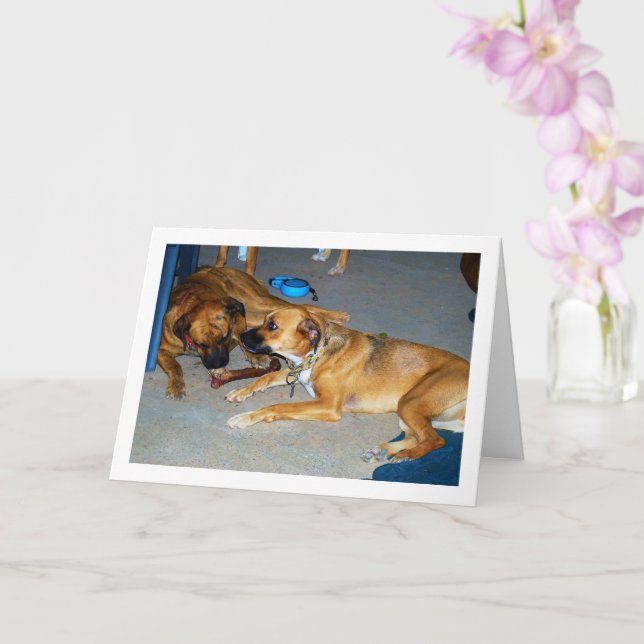 Carte Chiens avec os (Orchidée)