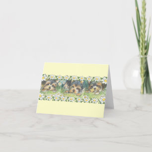Carte Chiens de marais Chiens de Yorkie Chipies