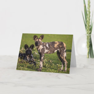 Carte Chiens sauvages africains en Tanzanie