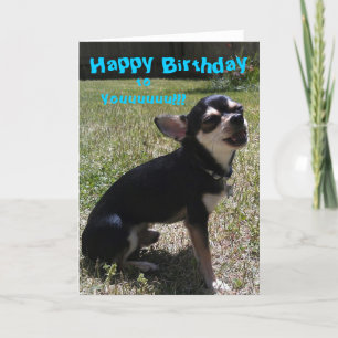 Carte Chihuahua chante Joyeux anniversaire !