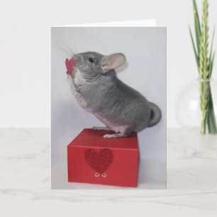 Carte Chinchilla à la recherche du coeur rose