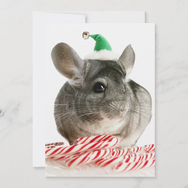 Carte Chinchilla avec sucres de canne (Devant)