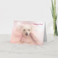 Chinois Crested Hairless Pup