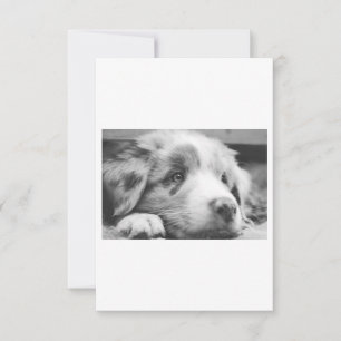 Carte chiot australien