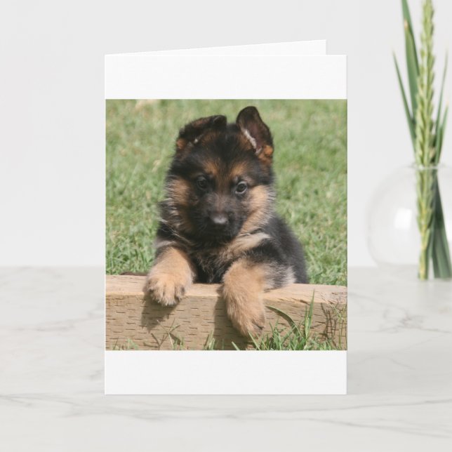 Carte Chiot berger allemand (Devant)