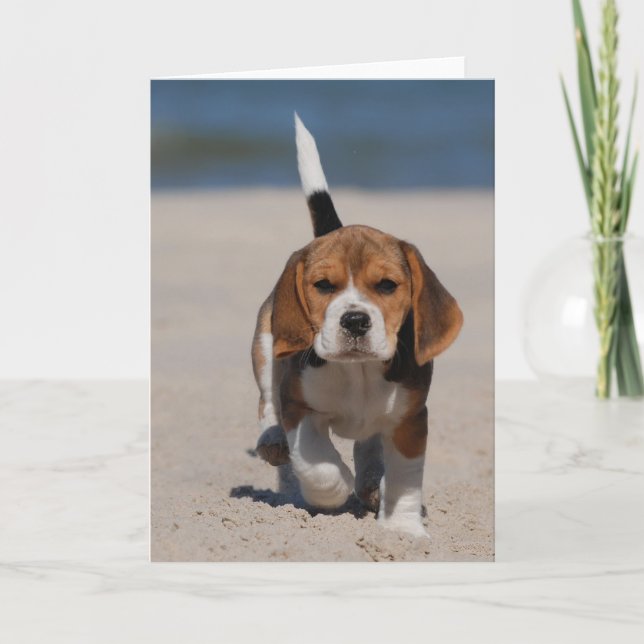 Carte Chiot de beagle (Devant)