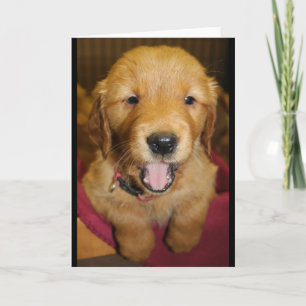Carte Chiot de golden retriever toute occasion
