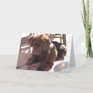 Carte Chiot de laboratoire de chocolat