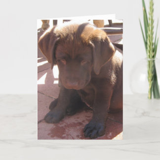 Carte Chiot de Labrador de chocolat