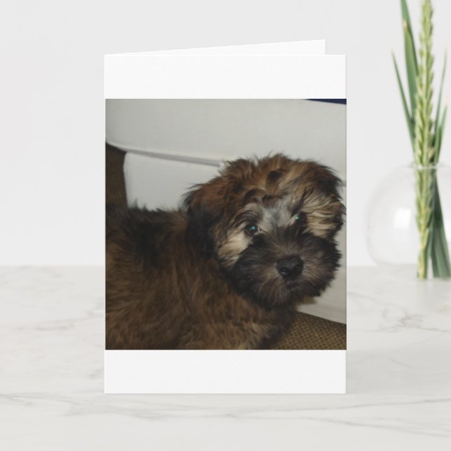 Carte Chiot de SCWT (Devant)